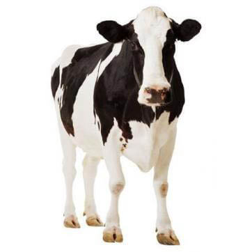 grandes animales lablove